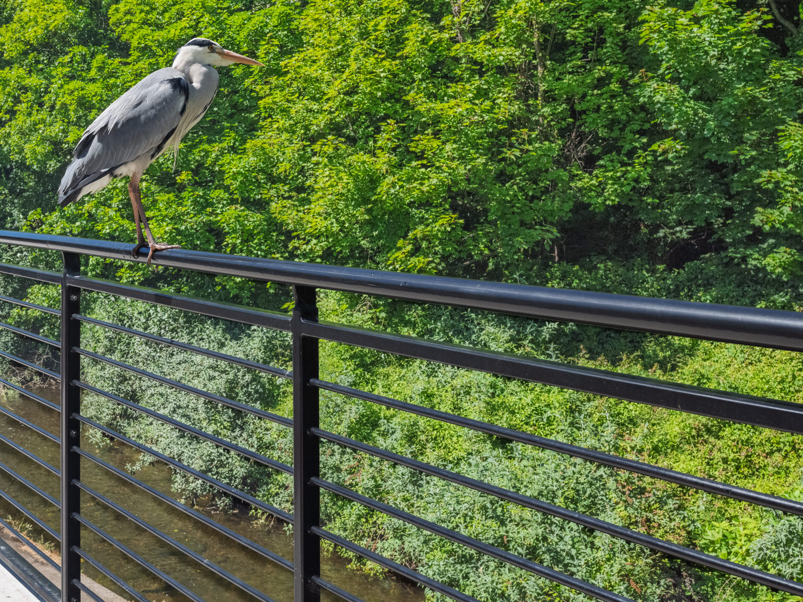 THIS HERON GAVE ME THE OPPORTUNITY TO CROP RATHER THAN ZOOM [I USED A FUJI GFX100RF SO I HAD NO OPTION]-251117-1