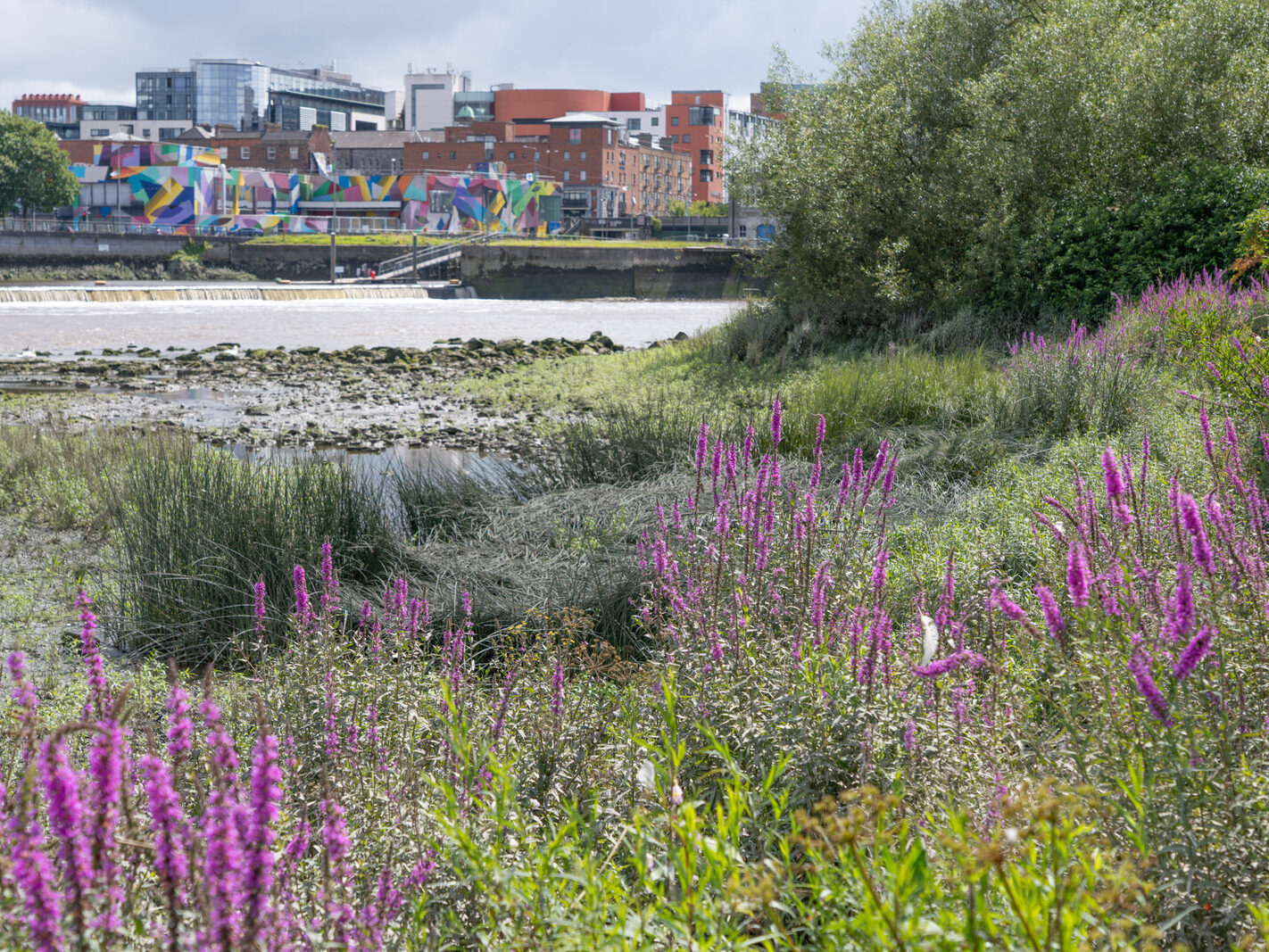 Overview of the Honan's Quay mural by Digo Diego, showcasing its organic forms and vibrant palette, designed to enhance and revitalise the city space