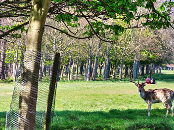 DEER IN THE PARK