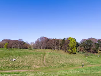 TREES IN PHOENIX PARK
