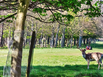 DEER IN THE PARK The fallow deer in Phoenix Park are a very prominent and beloved feature of this expansive Dublin green space.