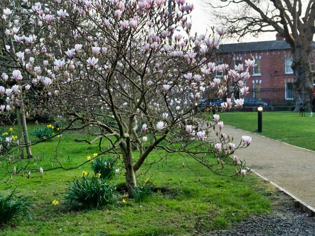PUBLIC PARKS AND GARDENS Dublin is renowned for its abundance of well-maintained and well-managed public parks and green spaces, offering a...
