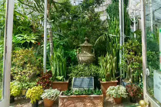 THE MAIN GLASSHOUSE AT BELFAST BOTANIC GARDENS [PHOTOGRAPHED MAY 2017]-235411-1 THE MAIN GLASSHOUSE
