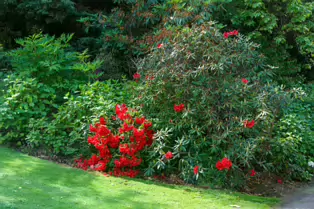 THE BELFAST BOTANIC GARDENS [PHOTOGRAPHED MAY 2017]-235434-1