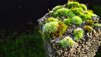 MICRO LANDSCAPE There is something poetic about these micro-landscapes. On structures built to mark the end of life, these resilient...