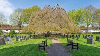 WEEPING BEECH Discover the historic Weeping Beech of St Luke’s Graveyard, Douglas. A stunning example of Victorian funerary...