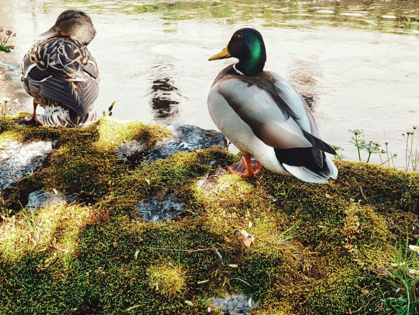 A DUCK AND A DRAKE AT CROSSES GREEN [THEY WERE VERY FRIENDLY] 001