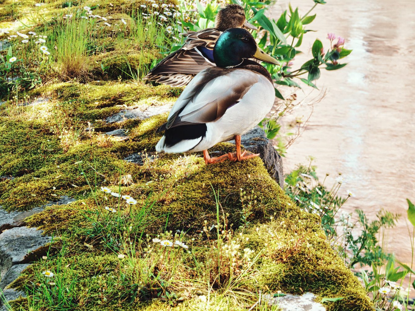 A DUCK AND A DRAKE AT CROSSES GREEN [THEY WERE VERY FRIENDLY] 002