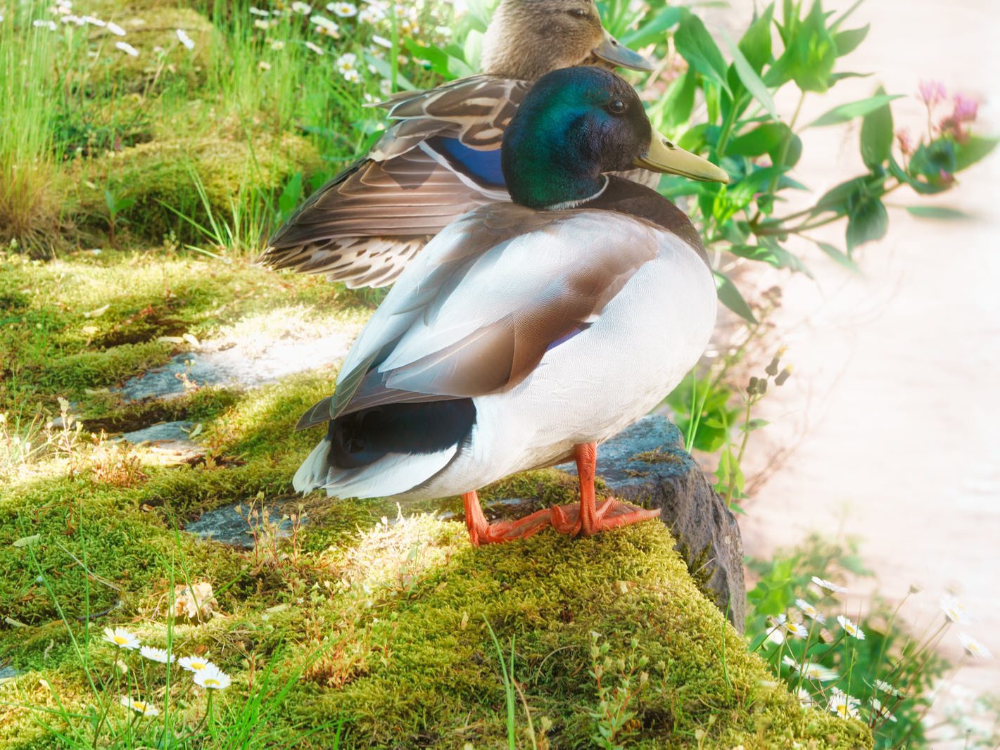 A DUCK AND A DRAKE AT CROSSES GREEN [THEY WERE VERY FRIENDLY] 003