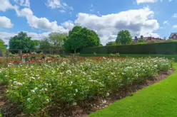 THE BELFAST BOTANIC GARDENS [PHOTOGRAPHED MAY 2017]-235417-1