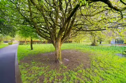 THE PEOPLE'S PARK IN LIMERICK [LOST ITS BEEBEE TREE IN 2013]-244598-1