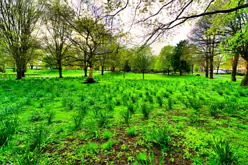 THE PEOPLE'S PARK IN LIMERICK [LOST ITS BEEBEE TREE IN 2013]-244605-1
