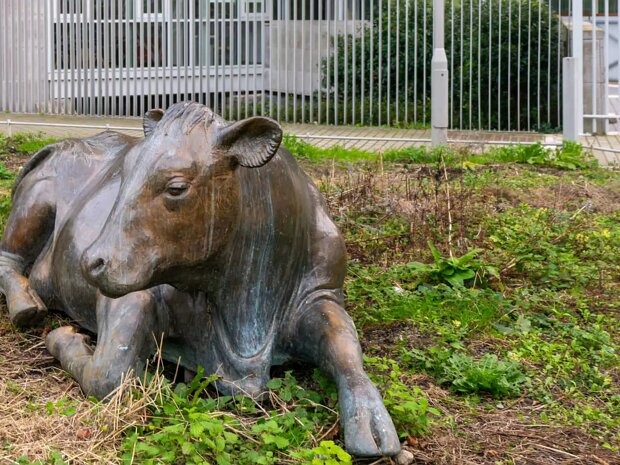 BRONZE COW