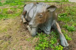 ENJOYING THE SUN IS A SCULPTURE OF A COW BY JACKIE McKENNA [CHRISTMAS DAY 2024]-245728-1