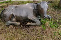 ENJOYING THE SUN IS A SCULPTURE OF A COW BY JACKIE McKENNA [CHRISTMAS DAY 2024]-245730-1