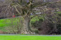 THE PEOPLES FLOWER GARDEN [PHOENIX PARK 30 DECEMBER 2024]-245931-1