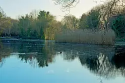 MY CHRISTMAS 2024 VISIT TO BUSHY PARK [19 DECEMBER 2024]-245579-1