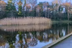 MY CHRISTMAS 2024 VISIT TO BUSHY PARK [19 DECEMBER 2024]-245581-1