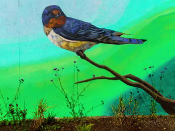 MURALS BY KIRSTY MAHER Maher, a Carlow native known for her captivating public art, has a knack for creating murals that resonate with the...