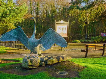BY ANNETTE McCORMACK It's a life-size representation, capturing the bird's graceful form and powerful presence. The swan is depicted with its...