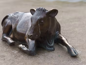 THIS COW HAS BEEN RELOCATED All Photographs By William Murphy And Published By The Urban Cartographer