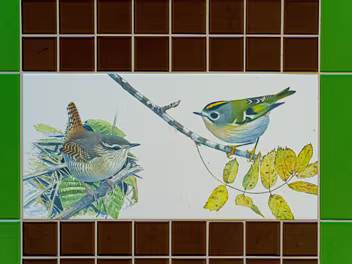 WREN AND GOLDCREST