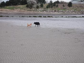 SANDYMOUNT STRAND I had intended to walk along Merrion Strand to Sandymount but abandoned the idea after five minutes due to the...