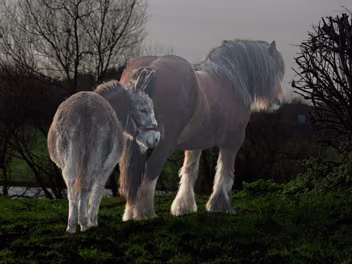 DONKEY A ND COB IN A FILED