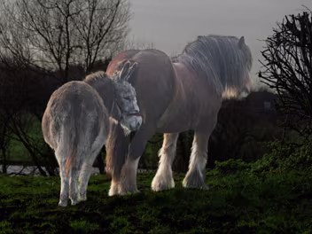 DONKEY AND COB IN A FIELD Early on a crisp, frosty Christmas morning in 2014, I came across this striking pair sharing a winter pasture near the...