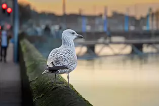 HEY MISTER TAKE MY PHOTOGRAPH [I SWEAR THAT I DID NOT REALLY MEET A TALKING GULL]-246952-1