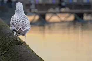 HEY MISTER TAKE MY PHOTOGRAPH [I SWEAR THAT I DID NOT REALLY MEET A TALKING GULL]-246953-1