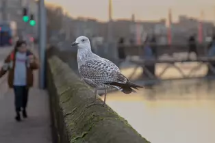 HEY MISTER TAKE MY PHOTOGRAPH [I SWEAR THAT I DID NOT REALLY MEET A TALKING GULL]-246954-1