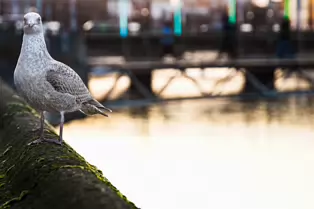 HEY MISTER TAKE MY PHOTOGRAPH [I SWEAR THAT I DID NOT REALLY MEET A TALKING GULL]-246955-1