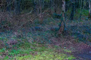 EXPLORING LIFFEY PARK [A SECTION OF LIFFEY VALLEY LINEAR PARK BETWEEN ISLAND BRIDGE AND CHAPELIZOD]-246425-1