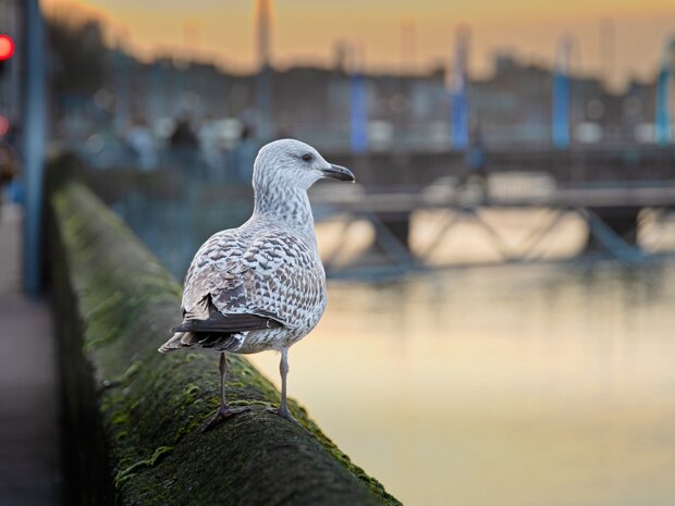 TALKING SEAGULL