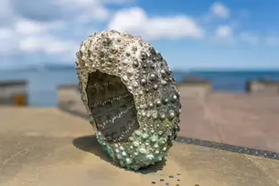 MOTHERSHIP HAS BECOME A DUN LAOGHAIRE ICON [SCULPTURE OF A SEA URCHIN BY RACHEL JOYNT]-253507-1