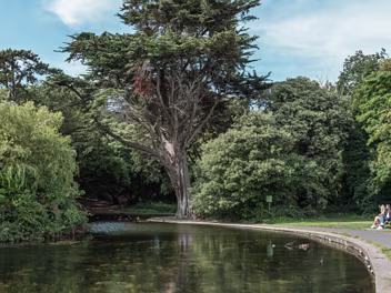 ST ANNE'S PARK 19 JULY 2025 Today, I embarked on a photographic outing, eager to test my new Sony A1 II combined with the FE 28-70mm F2 lens. My...