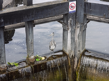 GREY HERON AT CROSS GUNS BRIDGE Discover why Grey Herons are thriving along Dublin's canals, featuring a striking encounter at Cross Guns Bridge that...