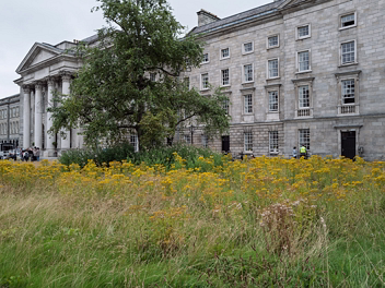 TRINITY COLLEGE 27 JULY 2026 Trinity College presents a captivating study in contrasts: a 5th-century holy well lost to history, an 18th-century...