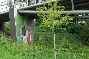 THE LOCK AND PEDESTRIAN BRIDGE AT STRANMILLIS [THE RIVER LAGAN 27 MAY 2025]-251796-1