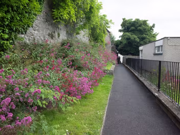 RED VALERIAN REALLY CAUGHT MY ATTENTION In Kilkenny, as in many parts of Ireland, Red Valerian, scientifically known as Centranthus ruber (though sometimes...