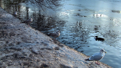 THE GROUND WAS COVERED IN SNOW WHEN I VISITED ST STEPHEN'S GREEN IN NOVEMBER 27 2010 [LEGACY PHOTO COLLECTIONS]-244847-1