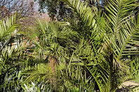 SAINT PATRICKS PARK