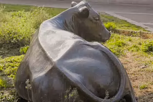 ENJOYING THE SUN IS A SCULPTURE OF A COW BY JACKIE McKENNA [TODAY I USED A SIGMA QUATTRO Dp3]-248970-1