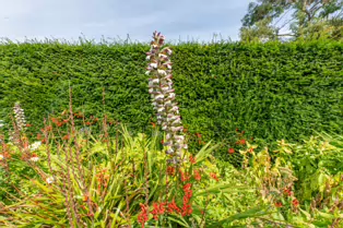 THE CLOCKTOWER GARDENS [ST. ANNE'S PARK IN RAHENY 1 AUGUST 2019]-247549-1