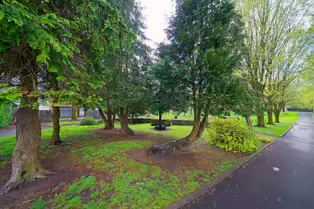 THE PEOPLE'S PARK IN LIMERICK [LOST ITS BEEBEE TREE IN 2013]-244607-1