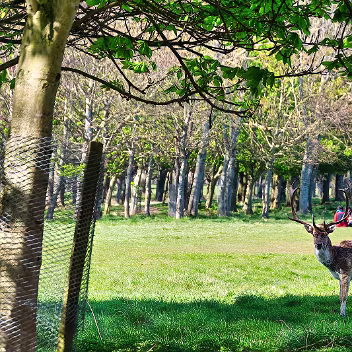DEER IN THE PARK
