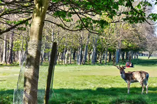 I AVOID THE DEER IN THE PARK AS MUCH AS MUCH AS POSSIBLE [ONE FALLOW DEER]-249418-1