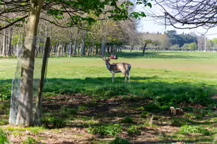 I AVOID THE DEER IN THE PARK AS MUCH AS MUCH AS POSSIBLE [ONE FALLOW DEER]-249419-1