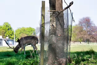 I AVOID THE DEER IN THE PARK AS MUCH AS MUCH AS POSSIBLE [ONE FALLOW DEER]-249420-1